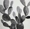 GRAYSCALE CACTUS Poster Print by Atelier B Art Studio - Item # VARPDXBEGFLO288